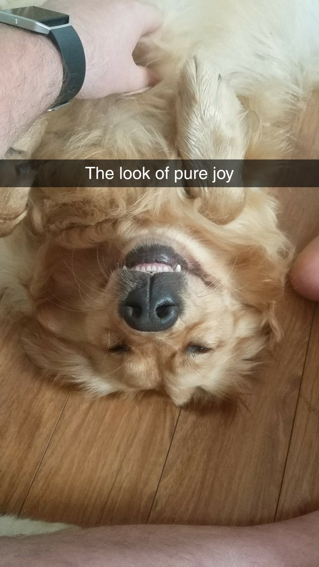 The Benefits of Having a Pet&nbsp;Companion