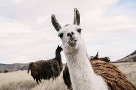 The Return of the Trauma Llama